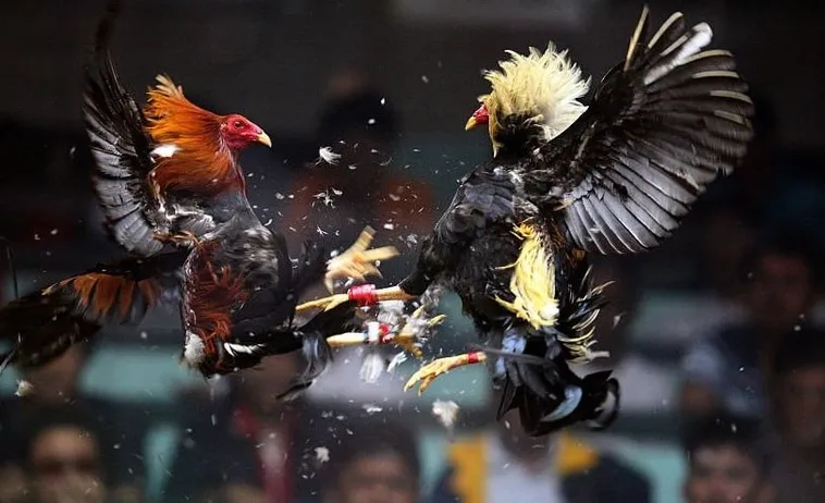 Hướng Dẫn Cách Chơi Đá Gà Sabong Tại Cado888 Từ A Đến Z Cho Kê Thủ 1 Hướng Dẫn Cách Chơi Đá Gà Sabong Tại Cado888 Từ A Đến Z Cho Kê Thủ